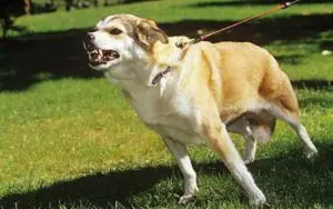 Dog Training Northern Virginia