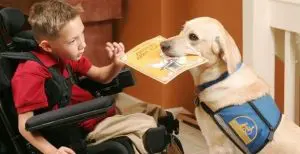 Service Dogs in Virginia