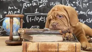 Dog Pyschology Northern Virginia