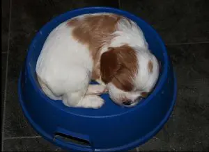 Food aggression training northern virginia