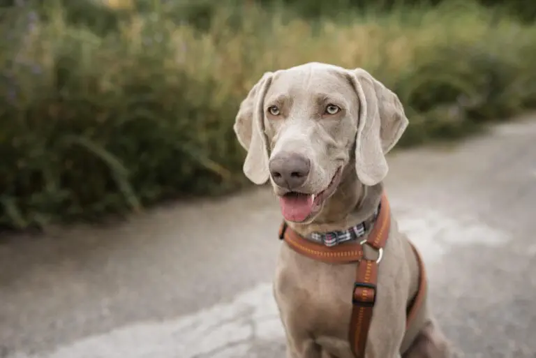 cute-dog-with-leash-outdoors