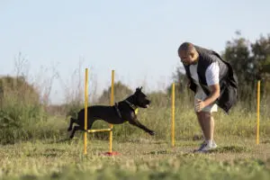 Mutual Respect Between Dog And Owner