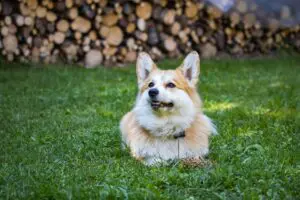 Territorial Aggression in Dogs