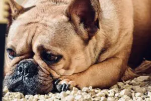 Train A Dog With Fear-Based Aggression