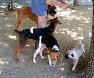 Why Group Dog Training Classes are Bad