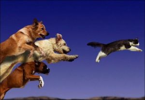 Dog chases animals training northern virginia