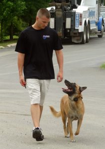 Training Dogs To Heel in Northern Virginia