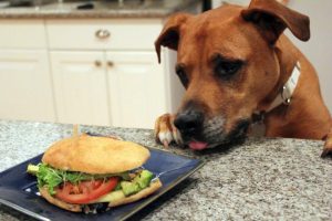 Dog on Counter Northern Virginia