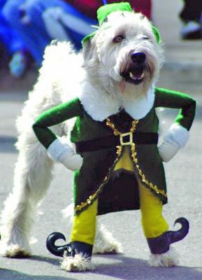 Putting clothes on dogs online