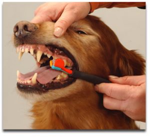 brushingdogteeth