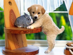 Sweet-puppy-with-bunny-puppies-14749075-1600-1200