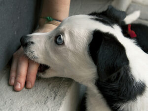 puppy mouthing in northern virginia