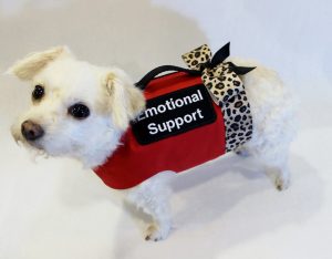 Dog Training Emotional Support Northern Virginia