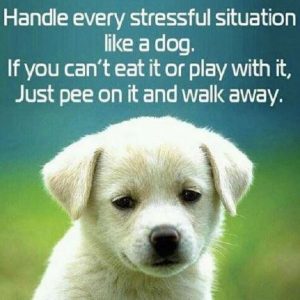 Stress in Dog Training Virginia