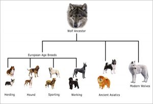 Evolution of Dogs: Northern Virginia
