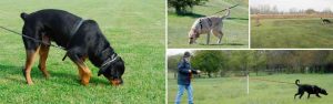 Tracking Dogs in Virginia