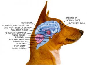 Dog Behavior Training in Northern Virginia