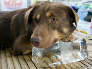 115068504-banfield-heatstroke-dog-cat-632x475