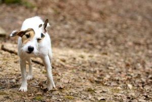 Dog Training Blog 