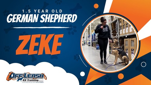Off leash k9 training tri cities online