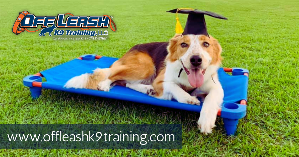 Los Angeles CA Off Leash K9 Training LLC