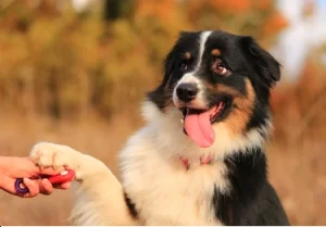 Fun and Engaging Games to Keep Your Dog Active