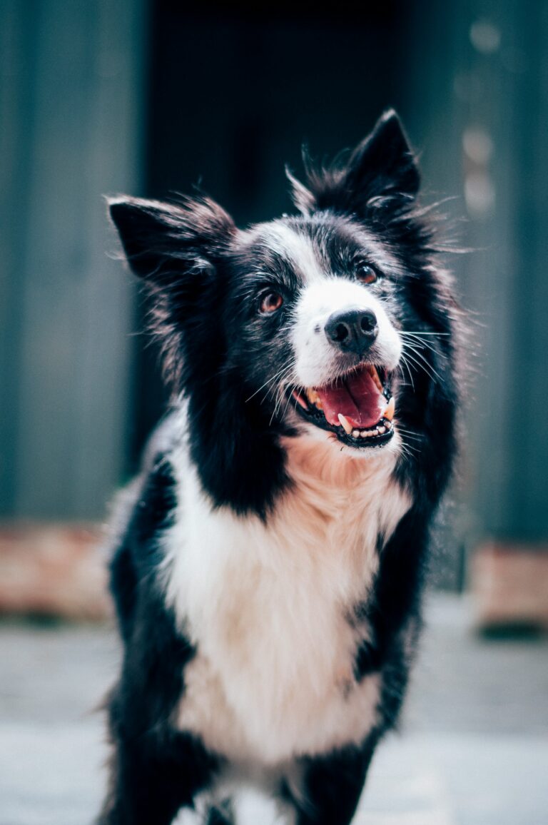 Decoding Dog Behavior: Understanding Your Canine Companions Body Language
