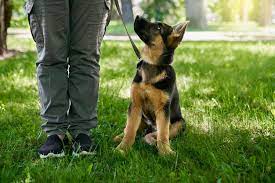 The Power of Classical Conditioning: Transforming Dog Training with Positive Associations