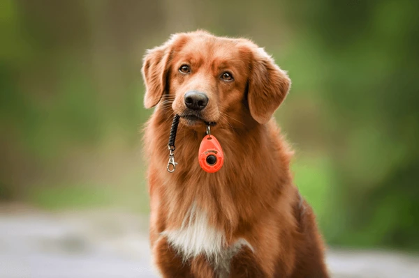 Mastering Marker Training for a Stronger Connection with Your Dog