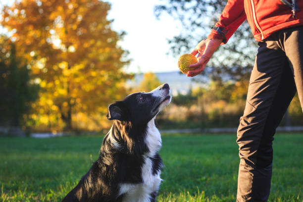 Fun and Engaging Games to Keep Your Dog Active