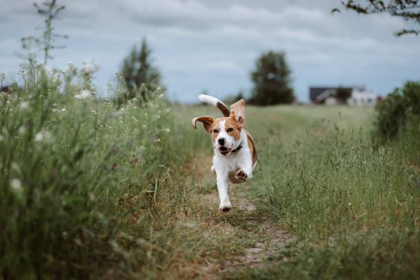 Hiking Safety Tips for Happy Tails
