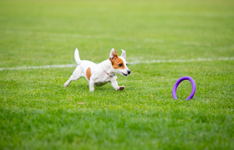 DIY Mental Stimulation Games for Dogs at Home