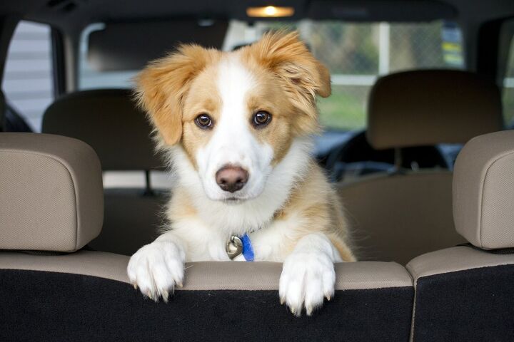 Essential Gear For Exploring Northern Virginia With Your Dog