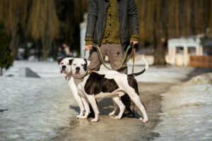 Offleash Dog Training