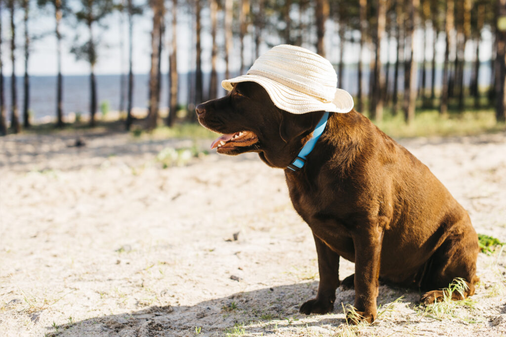 Photo inspiration: Visual Reference: The Dangers Of Overexertion Training Your Dog For Hot Weather
