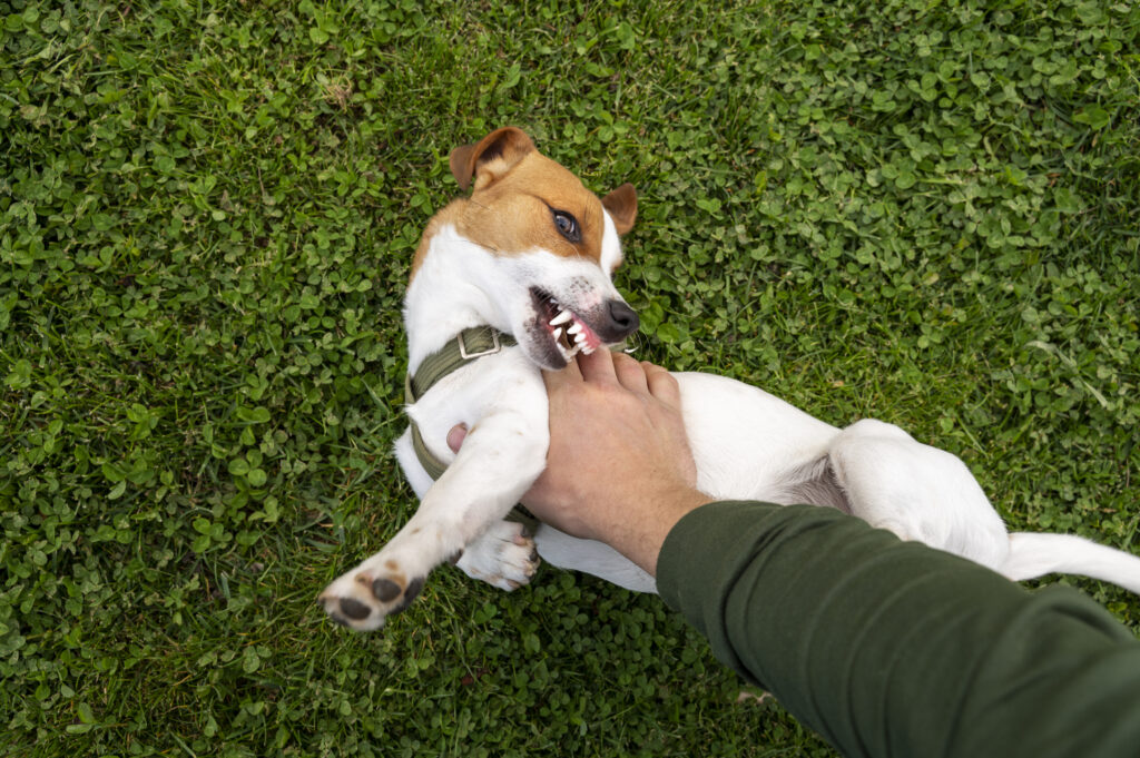 Image showcasing Training Tips For Reactive Dogs In Crowded Public Spaces