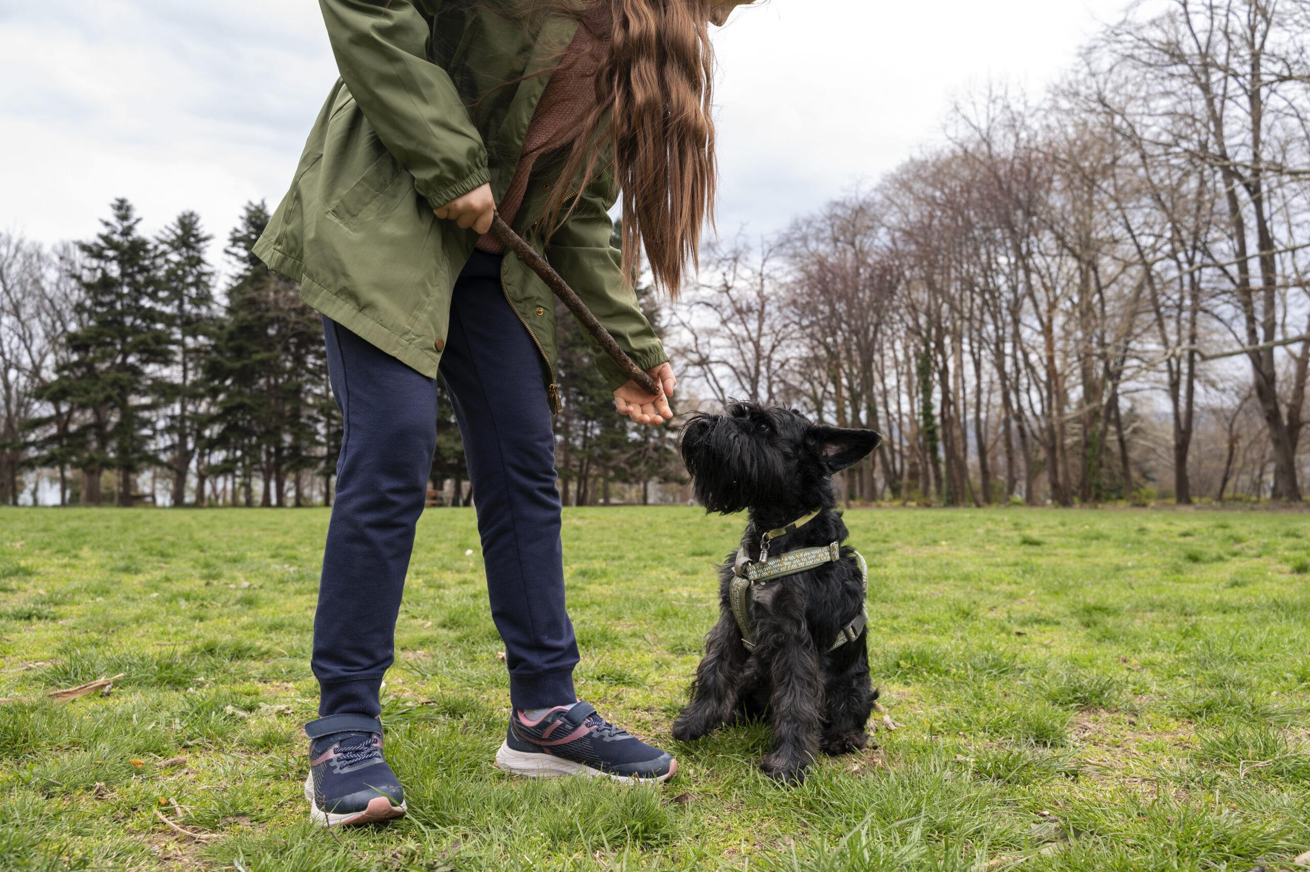 Silent commands for dogs