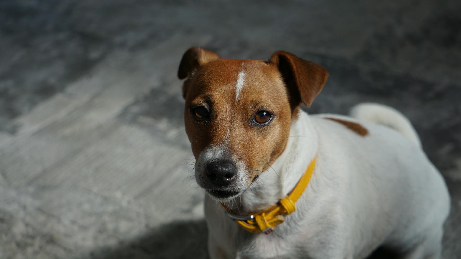 Charming close-up of a Jack Russell Terrier with a yellow collar indoors.