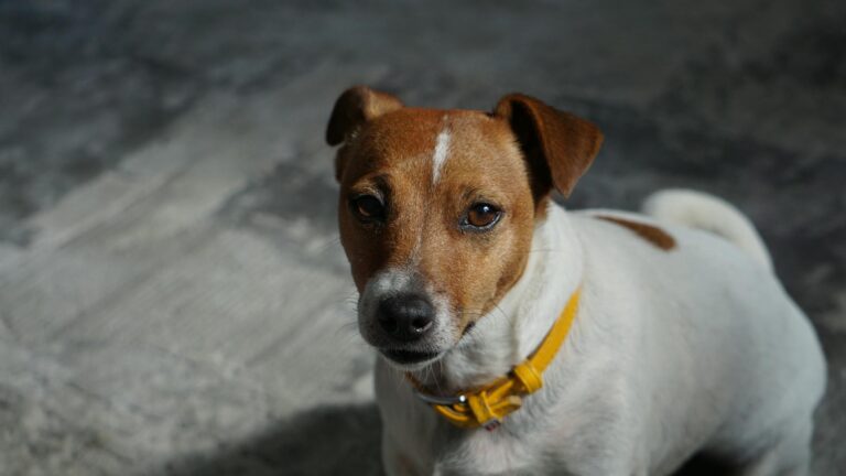 Charming close-up of a Jack Russell Terrier with a yellow collar indoors.
