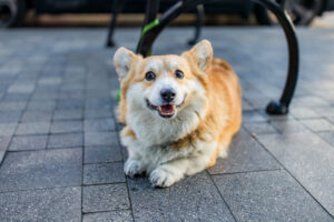 Dog injury prevention