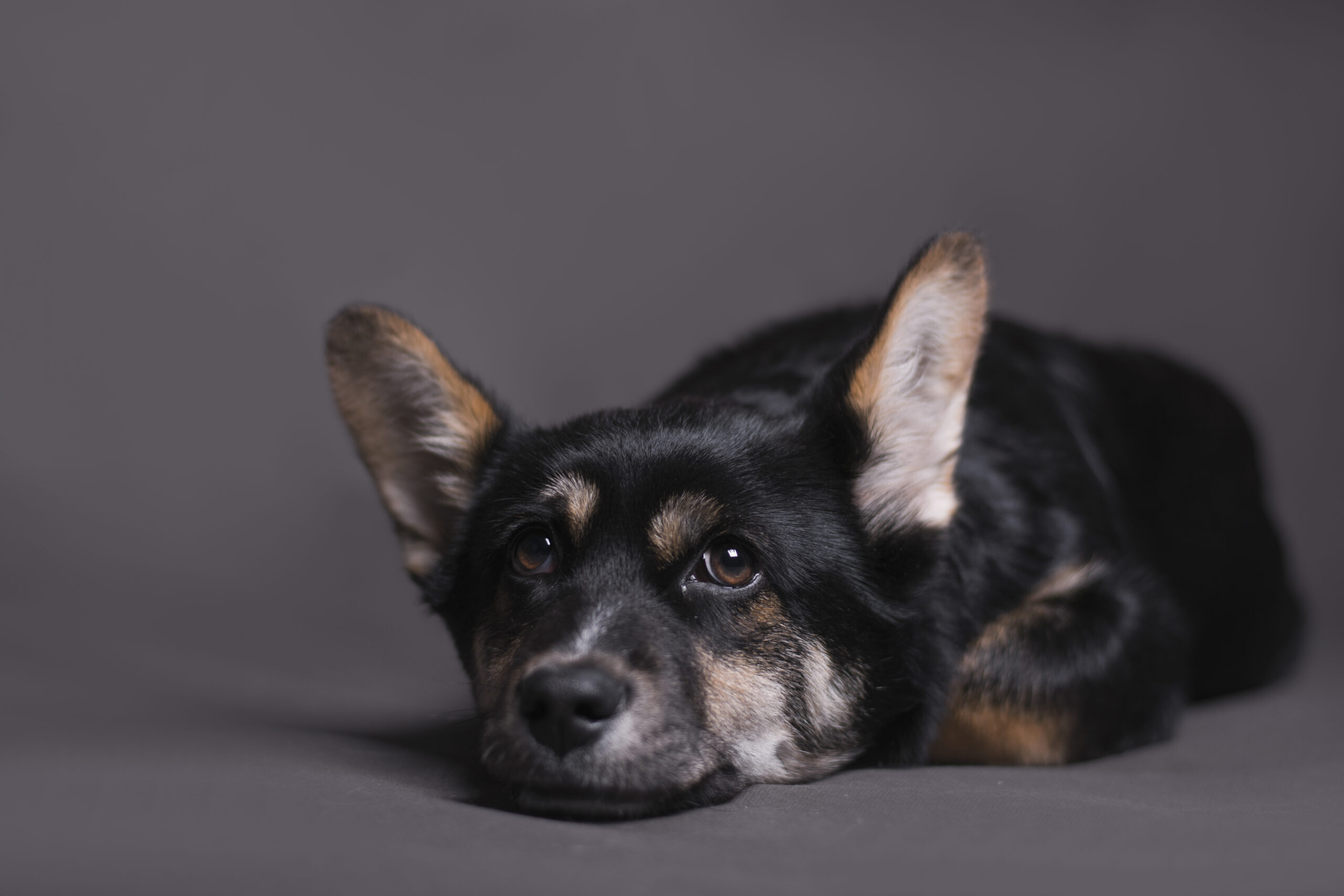 Keep Your Pup Happy Year-Round