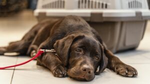 Keep Your Dog Happy Year-Round