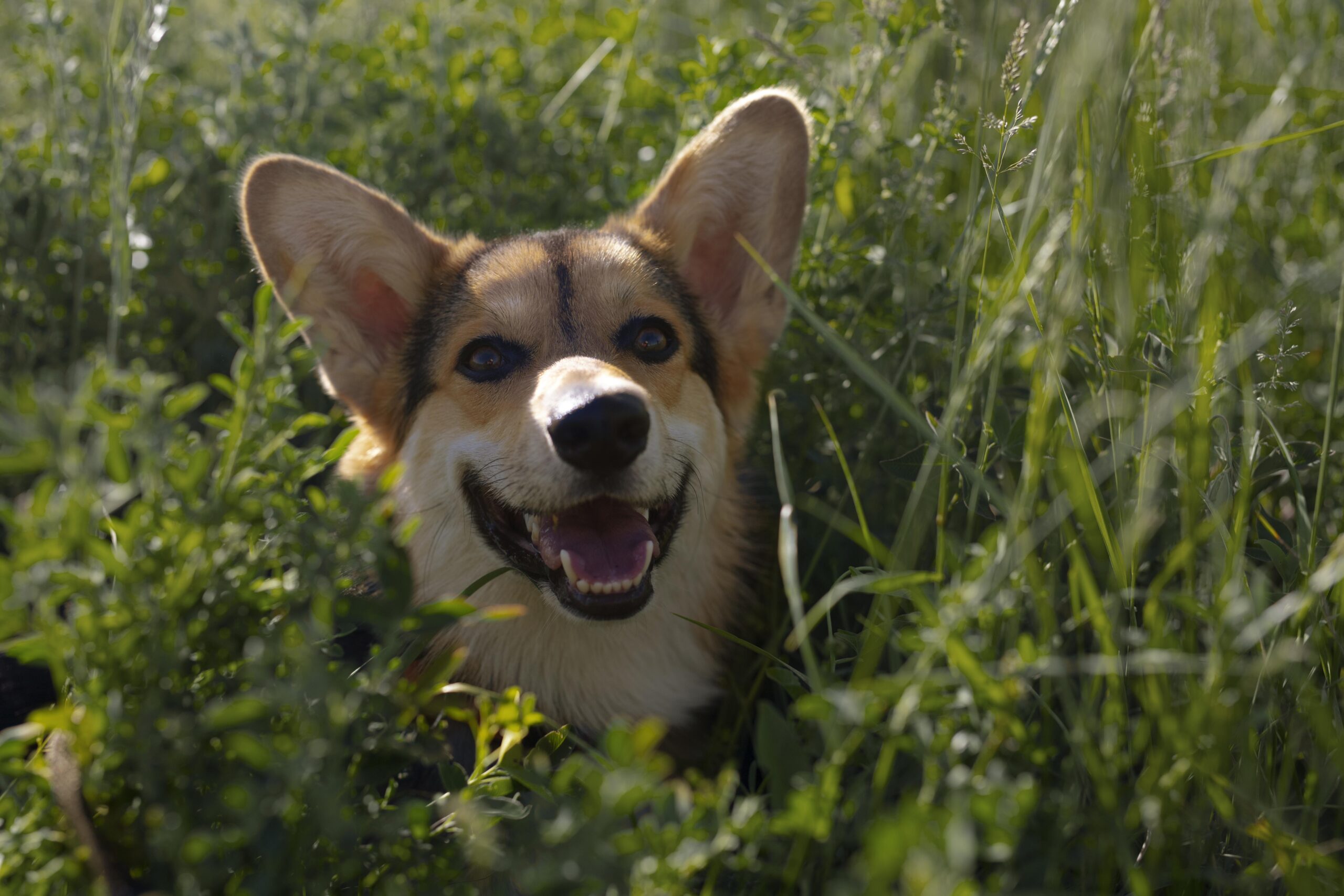 Dog injury prevention