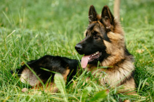 German Shepherd Training Techniques