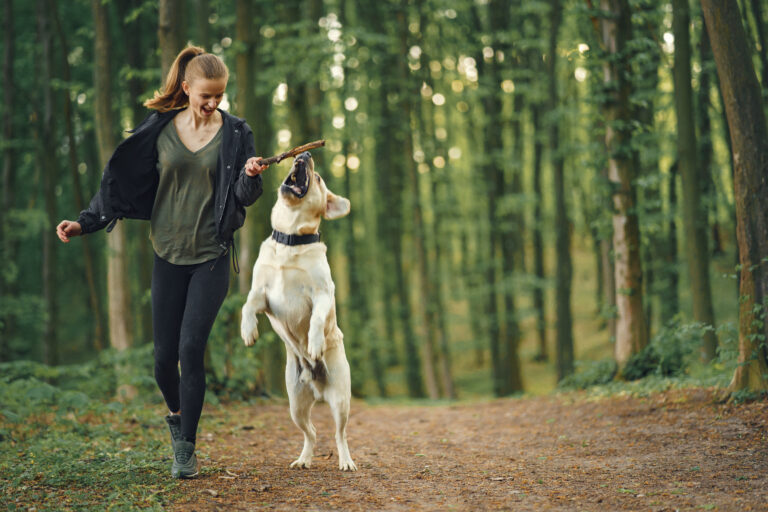 The Best Training Methods For Easily Distracted Puppies