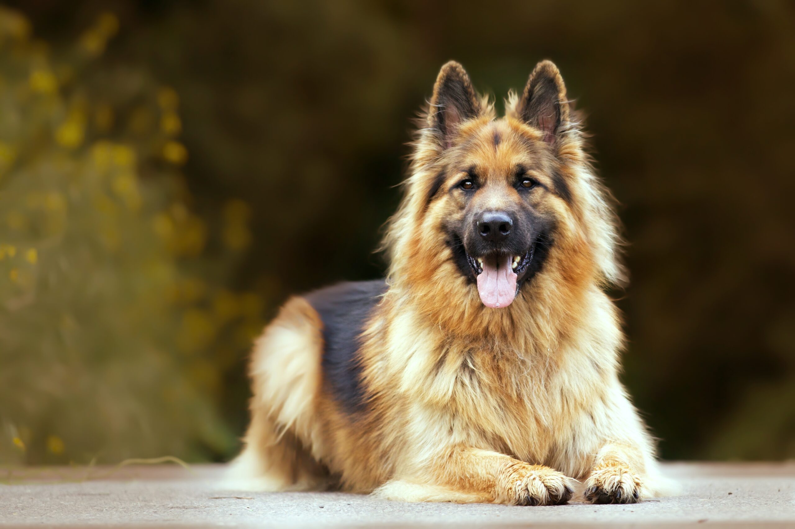 Training Techniques for German Shepherds