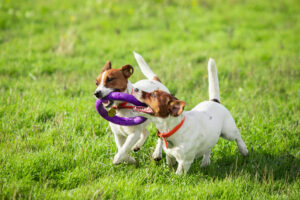 Training Distracted Puppies