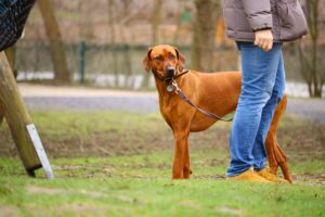 Ensure Long-Term Obedience
