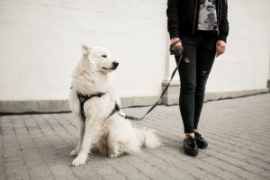 Role of Consistency in Dog Training