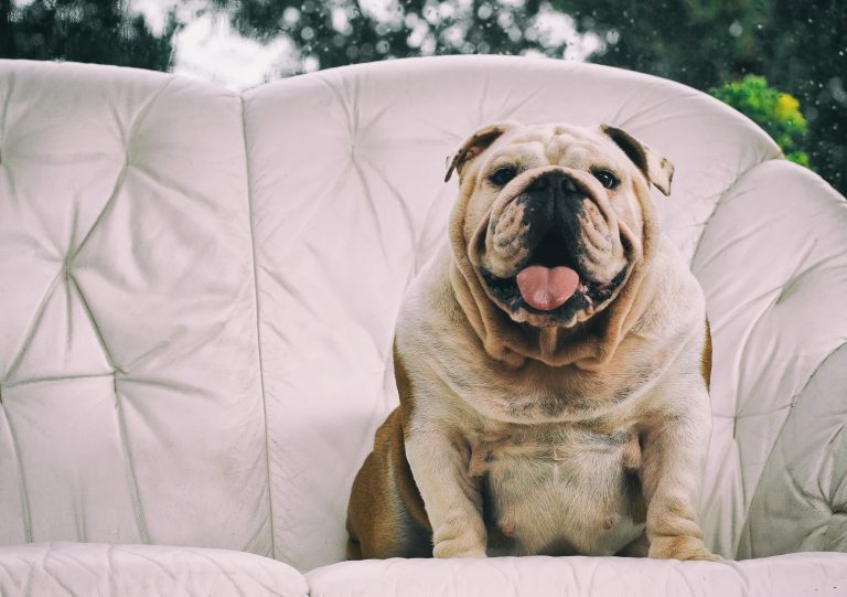 Is Your Dog Overweight? Training Tips to Encourage Active Play